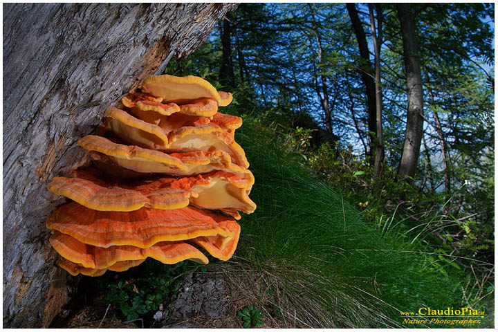 laetiporus sulphureus, fiori di montagna, fiori della Liguria, alpi Liguri, appennino ligure, Val d'Aveto